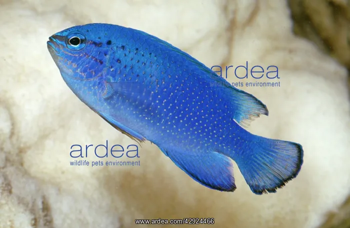 : Blue Damselfish : Blue Damselfish