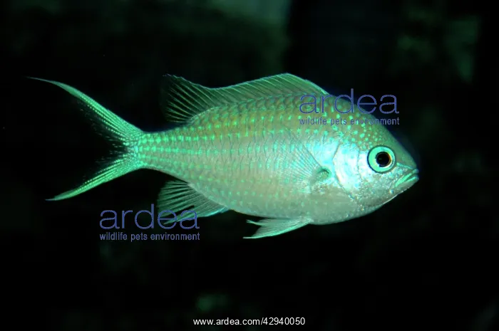 : Blue Damselfish : Blue Damselfish
