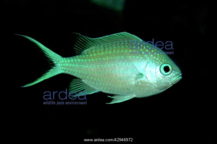 : Blue Damselfish : Blue Damselfish