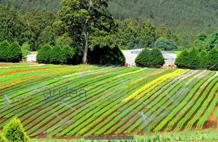 : Blue Dandenong Bulbs farm near Healesville : Blue Dandenong Bulbs farm near Healesville
