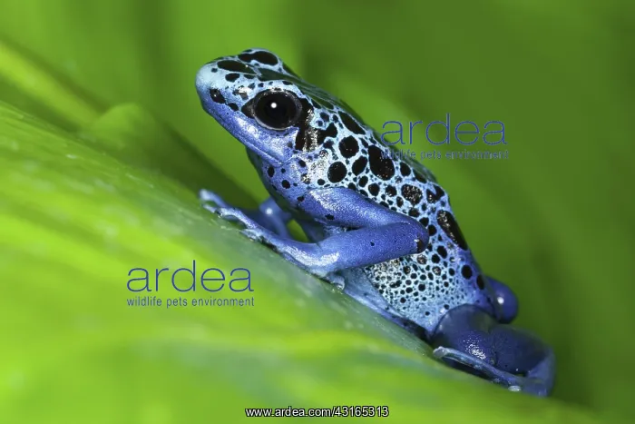 : Blue Dart Frog : Blue Dart Frog