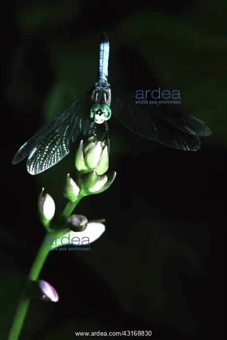  : Blue Dasher Dragonfly