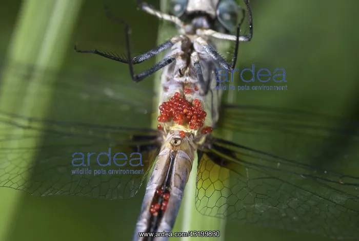 : Blue Dasher Dragonfly Eggs : Blue Dasher Dragonfly Eggs