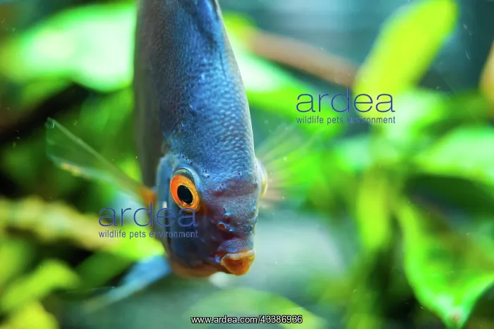 : Blue Discus fish detailed close up in the aquarium : Blue Discus fish detailed close up in the aquarium