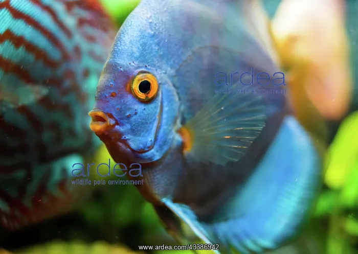 : Blue Discus fish detailed close up in the aquarium : Blue Discus fish detailed close up in the aquarium