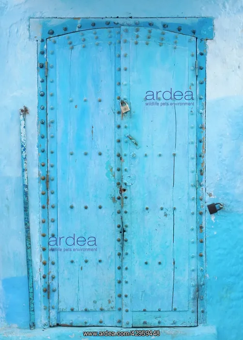 : Blue door and surround : Blue door and surround