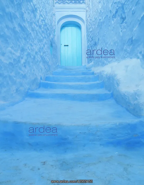 : Blue door and surround : Blue door and surround