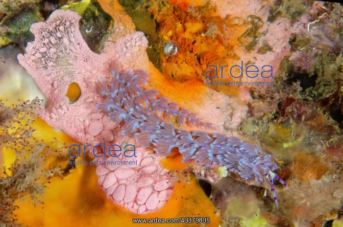 : Blue Dragon Nudibranch : Blue Dragon Nudibranch