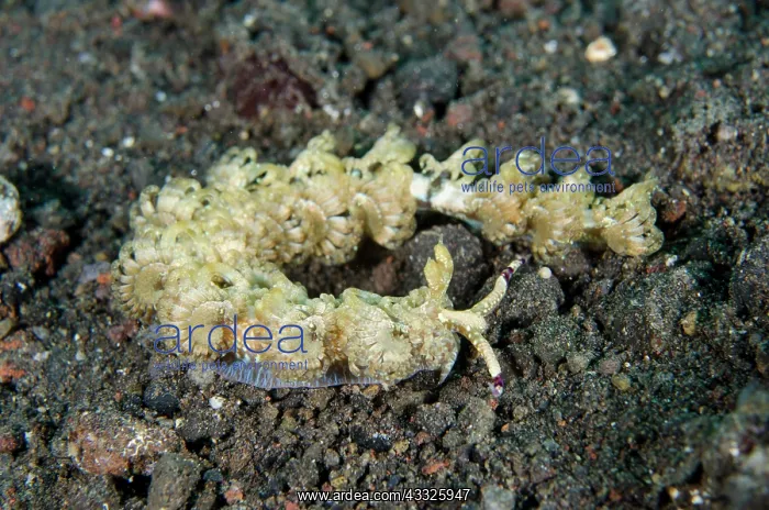 : Blue Dragon Nudibranch - Wreck Slope dive site : Blue Dragon Nudibranch - Wreck Slope dive site