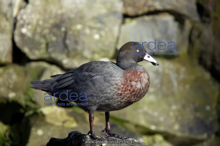 : Blue Duck (Hymenolaimus malacorhynchos). Arundel WWT - Sussex - UK : Blue Duck (Hymenolaimus malacorhynchos). Arundel WWT - Sussex - UK
