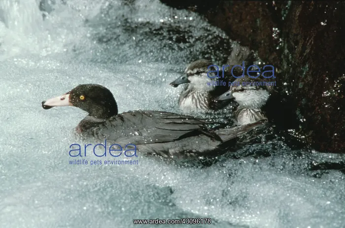 : Blue Duck with ducklings : Blue Duck with ducklings