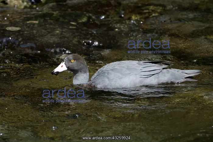 : Blue Duck / Whio endemic species restricted to fast : Blue Duck / Whio endemic species restricted to fast
