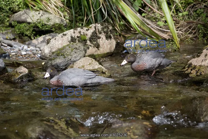 : Blue Duck / Whio pair endemic species restricted : Blue Duck / Whio pair endemic species restricted