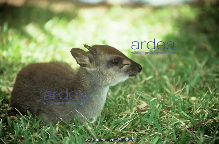 : Blue Duiker - adult male sitting on grass : Blue Duiker - adult male sitting on grass