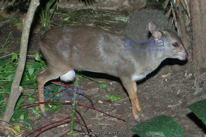 : Blue DUIKER - Found in eastern and southeastern : Blue DUIKER - Found in eastern and southeastern