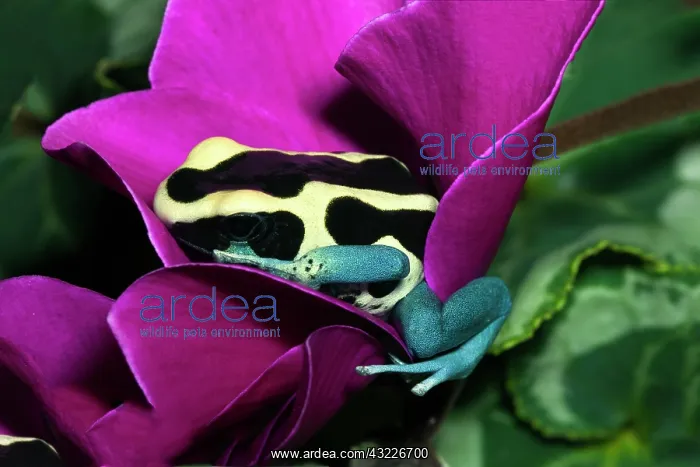 : Blue Dyeing Dart Frog (Dendrobates tinctorius : Blue Dyeing Dart Frog (Dendrobates tinctorius