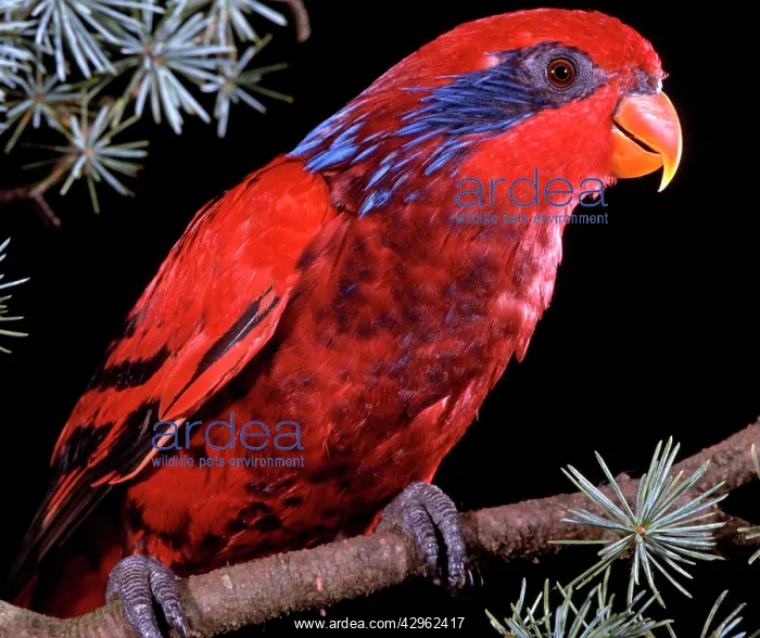 : Blue-eared / Ceram / Half-masked / Seram Lory : Blue-eared / Ceram / Half-masked / Seram Lory