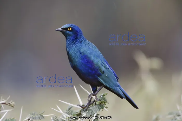 : Blue-eared Glossy Starling : Blue-eared Glossy Starling