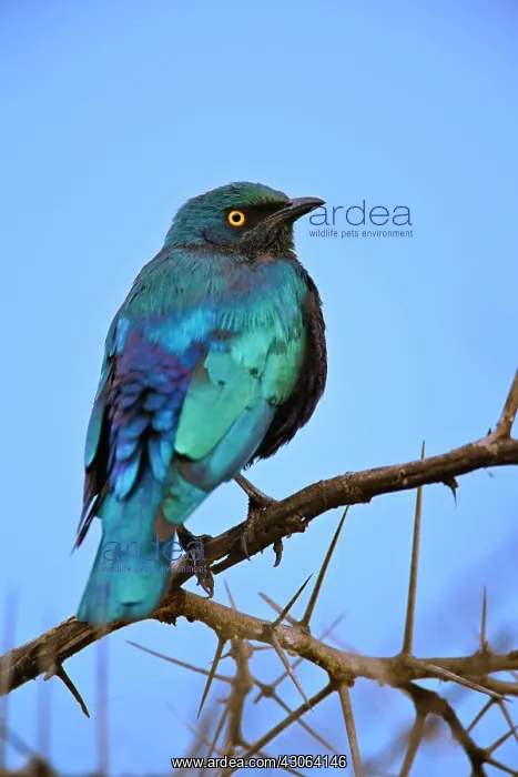 : Blue-eared Glossy Starling, Lamprotornis : Blue-eared Glossy Starling, Lamprotornis