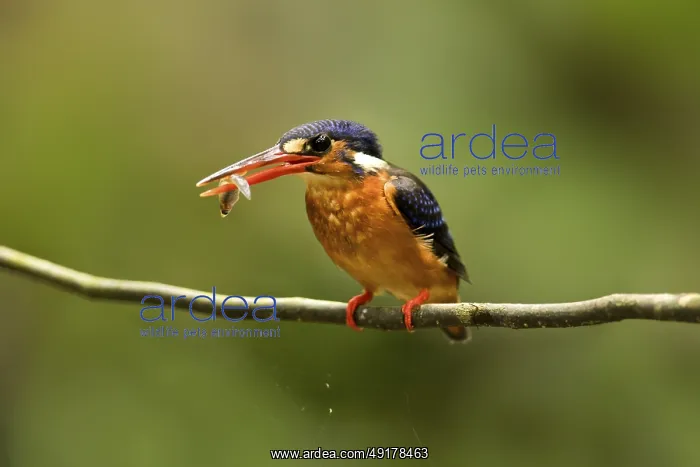 : Blue-eared Kingfisher (Alcedo meninting) female perched on a branch with fish in beak : Blue-eared Kingfisher (Alcedo meninting) female perched on a branch with fish in beak