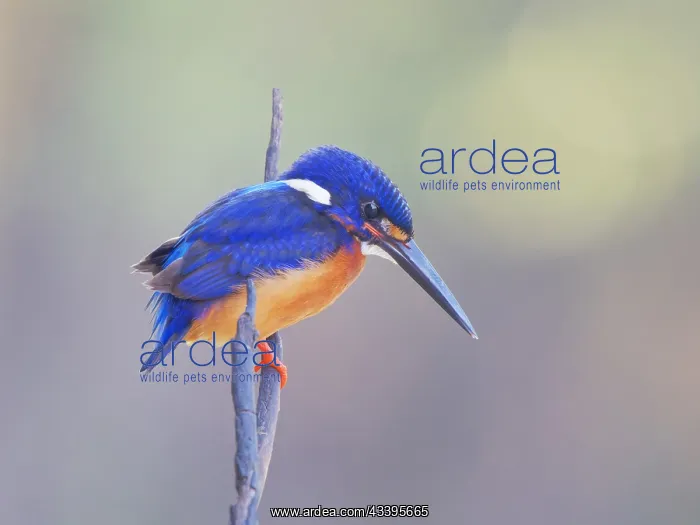 : Blue Eared Kingfisher Alcedo meninting Sabah, Ma : Blue Eared Kingfisher Alcedo meninting Sabah, Ma