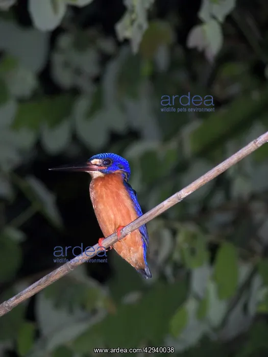 : Blue-eared Kingfisher - On perch : Blue-eared Kingfisher - On perch