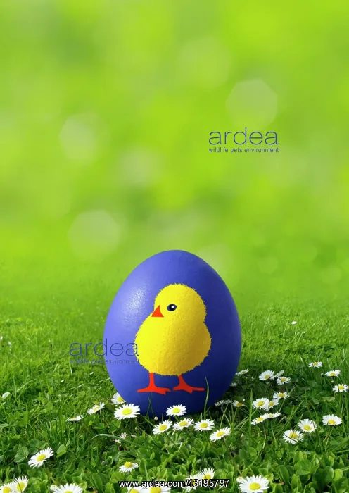 : Blue Easter egg on a meadow with daisies painted : Blue Easter egg on a meadow with daisies painted