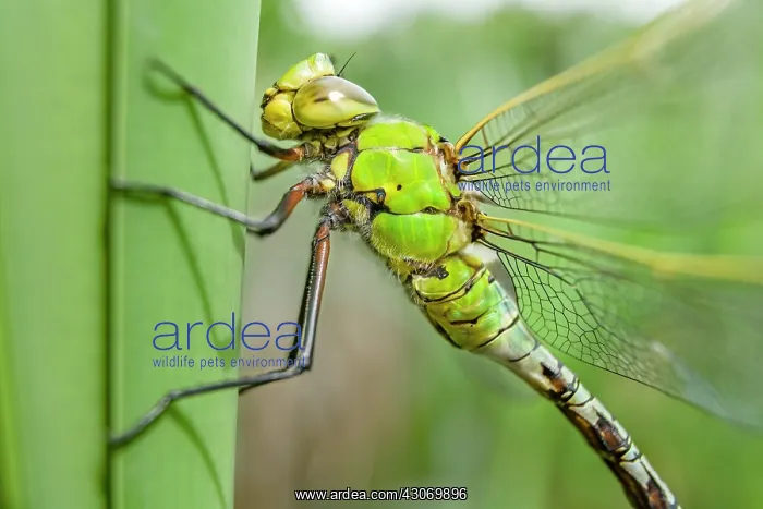 : Blue Emperor : Blue Emperor