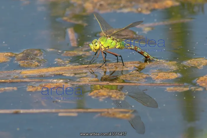 : Blue Emperor : Blue Emperor