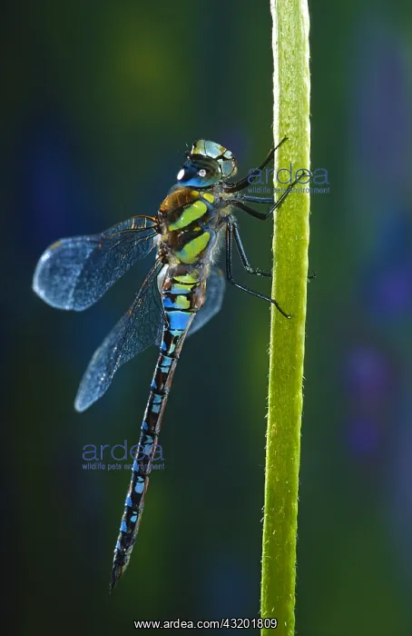 : Blue Emperor (Anax imperator) resting on a stem : Blue Emperor (Anax imperator) resting on a stem