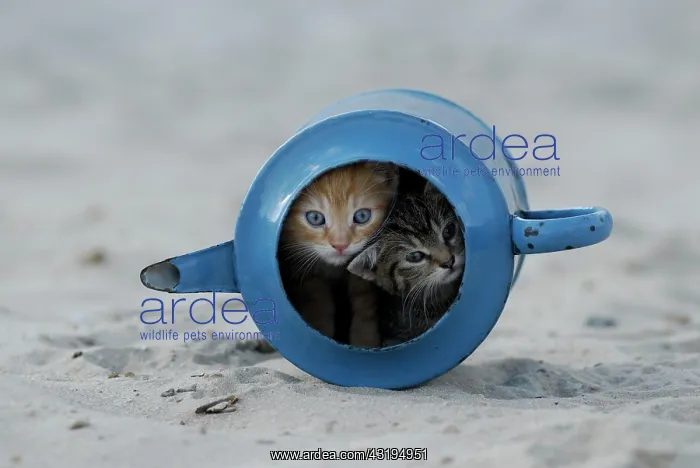 : Blue enamel tabby kittens in old watering can : Blue enamel tabby kittens in old watering can