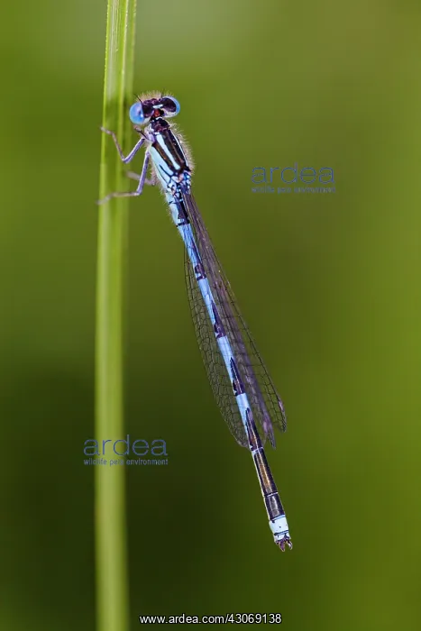 : Blue-eye. Male of Blue-eye (Erythromma lindenii) sitting on stem : Blue-eye. Male of Blue-eye (Erythromma lindenii) sitting on stem