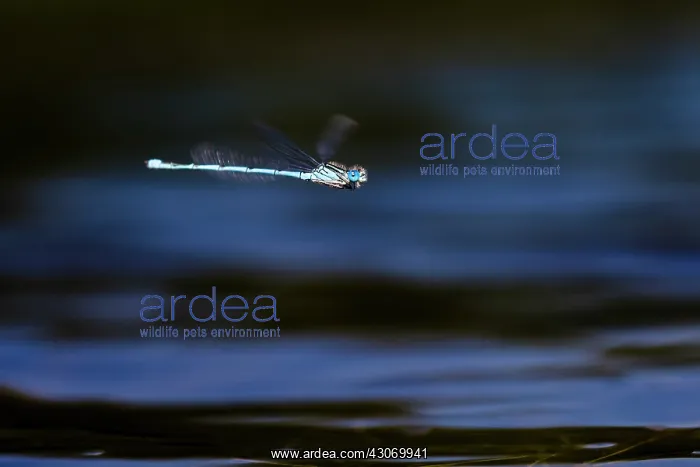 : Blue-eye. Male of Blue-eye (Erythromma lindenii) in flight above water : Blue-eye. Male of Blue-eye (Erythromma lindenii) in flight above water