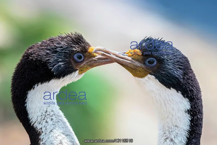 : Blue-eyed cormorants (Leucocarbo atriceps or Phalacrocorax : Blue-eyed cormorants (Leucocarbo atriceps or Phalacrocorax