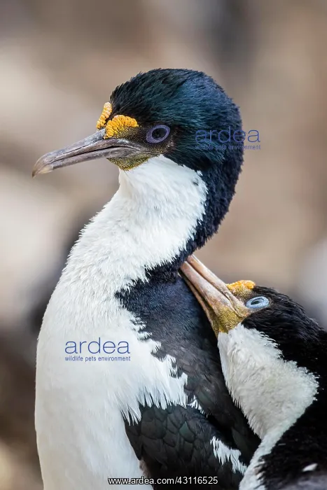 : Blue-eyed cormorants (Leucocarbo atriceps or Phalacrocorax : Blue-eyed cormorants (Leucocarbo atriceps or Phalacrocorax