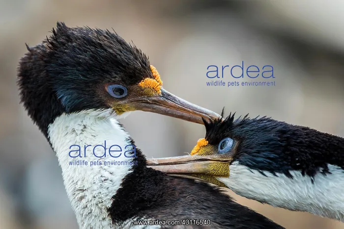 : Blue-eyed cormorants (Leucocarbo atriceps or Phalacrocorax : Blue-eyed cormorants (Leucocarbo atriceps or Phalacrocorax