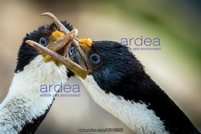 : Blue-eyed cormorants (Leucocarbo atriceps or Phalacrocorax : Blue-eyed cormorants (Leucocarbo atriceps or Phalacrocorax