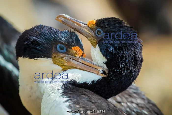 : Blue-eyed cormorants (Leucocarbo atriceps or Phalacrocorax : Blue-eyed cormorants (Leucocarbo atriceps or Phalacrocorax