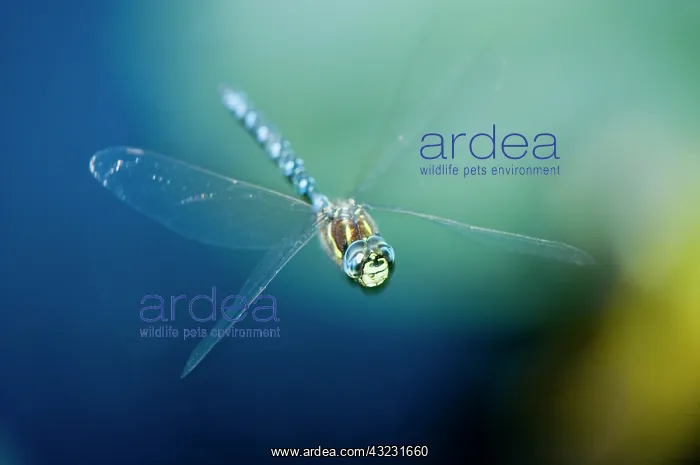 : Blue-eyed darner, Aeshna multicolor, Stanley : Blue-eyed darner, Aeshna multicolor, Stanley