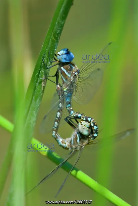 : Blue-eyed Darner - dragonflies mating, in what : Blue-eyed Darner - dragonflies mating, in what