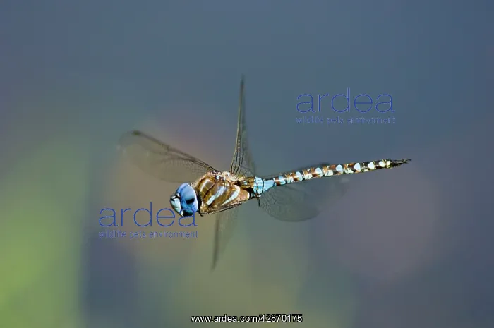 : Blue-eyed Darner Dragonfly - male flying over pond : Blue-eyed Darner Dragonfly - male flying over pond