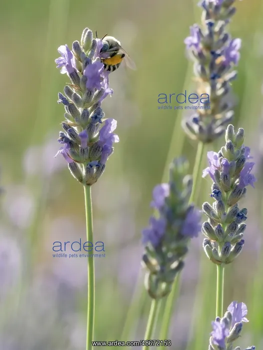 : Blue-eyed, digger, long-horned bee on lavender flowers, New : Blue-eyed, digger, long-horned bee on lavender flowers, New
