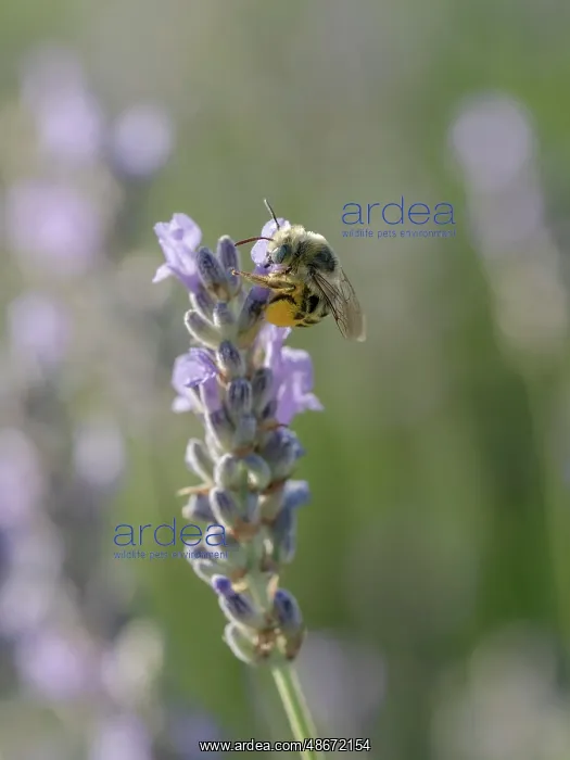 : Blue-eyed, digger, long-horned bee on lavender flowers, New : Blue-eyed, digger, long-horned bee on lavender flowers, New