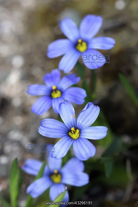 : Blue-eyed grass, Sisyrinchium Californian Skies : Blue-eyed grass, Sisyrinchium Californian Skies