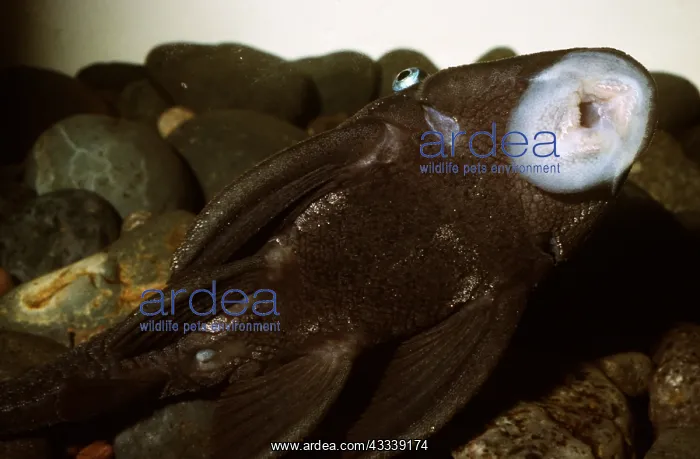 : Blue-Eyed Plectostomus - showing sucker mouth parts : Blue-Eyed Plectostomus - showing sucker mouth parts