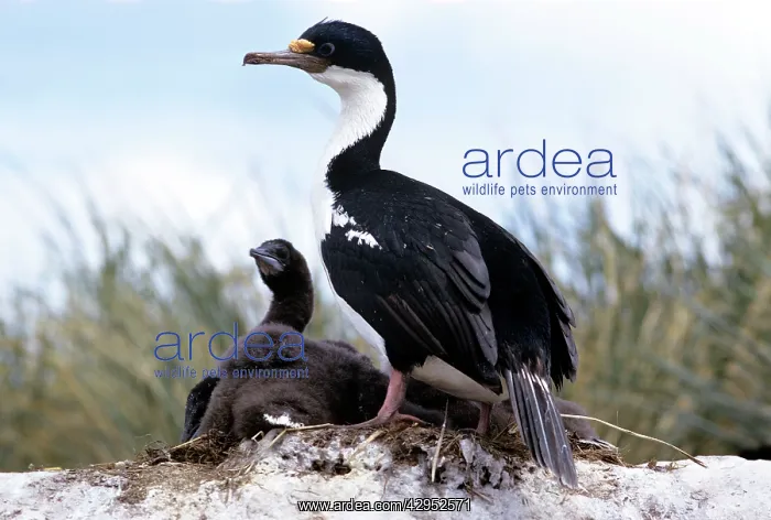 : Blue-Eyed Shag - at nest with chick : Blue-Eyed Shag - at nest with chick