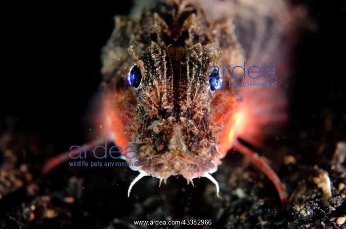 : Blue-eyed Stingfish : Blue-eyed Stingfish