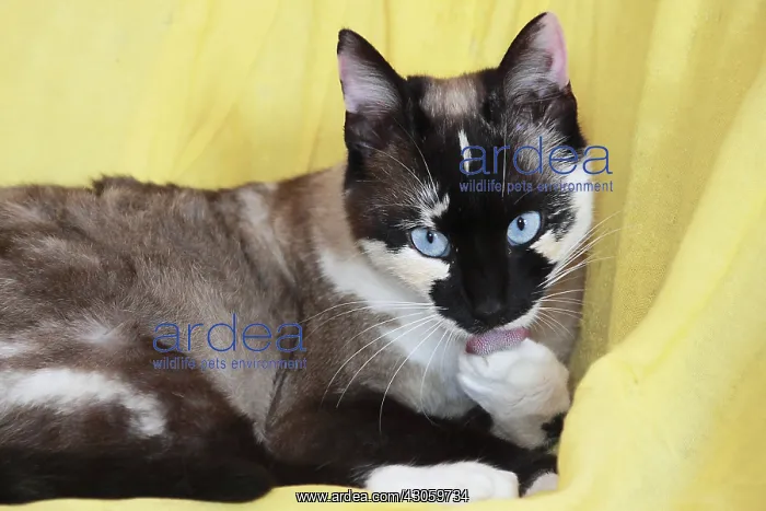 : Blue eyes cat grooming France : Blue eyes cat grooming France