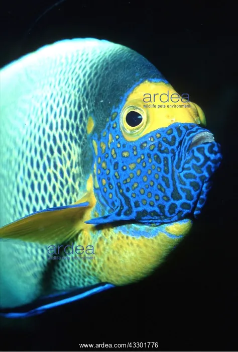 : BLUE FACED ANGEL FISH - close up of head : BLUE FACED ANGEL FISH - close up of head