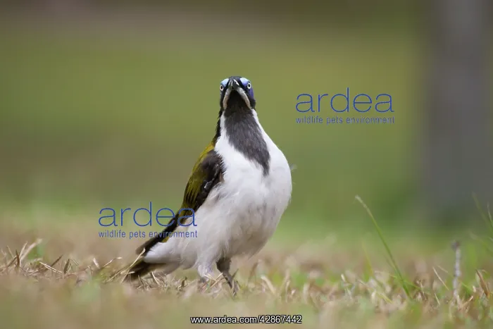 : Blue-Faced Honeyeater : Blue-Faced Honeyeater